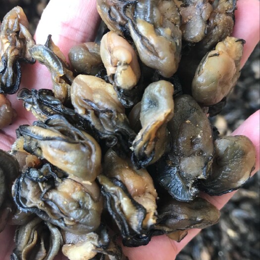 广州产地货源水产干货生蚝干海蛎干（中大）每件为15公斤