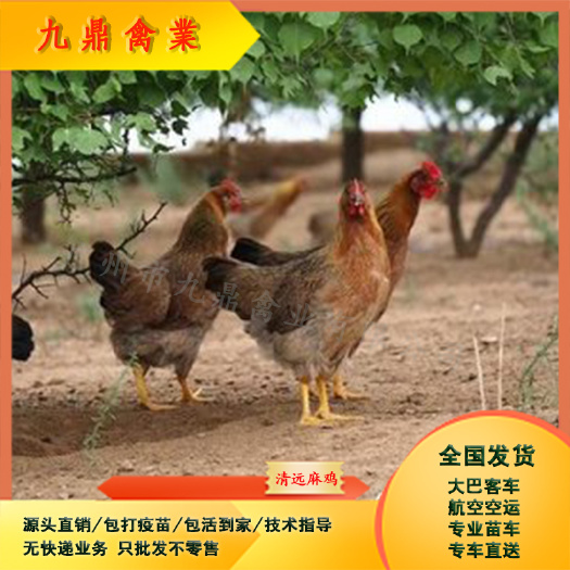 广州广州孵化场直售清远麻鸡苗土鸡苗运输包邮包做疫苗