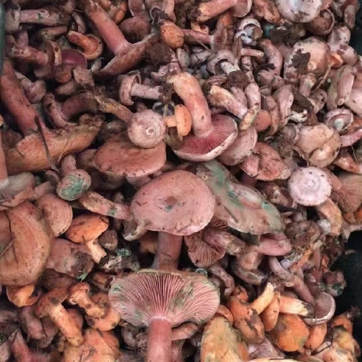 新鲜野生血旺菇。有需要的朋友联系我