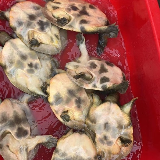 霍邱县黑花老甲鱼