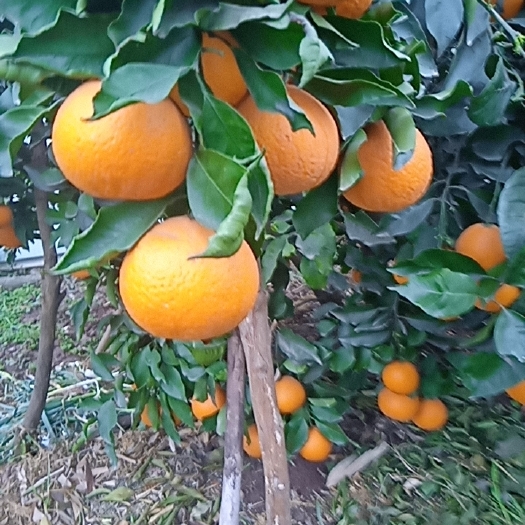 仁寿县仁寿青见