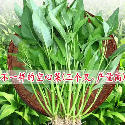 广州范记玉青大叶空心菜种子500g油绿三叉种半青白梗粗大叶片多次