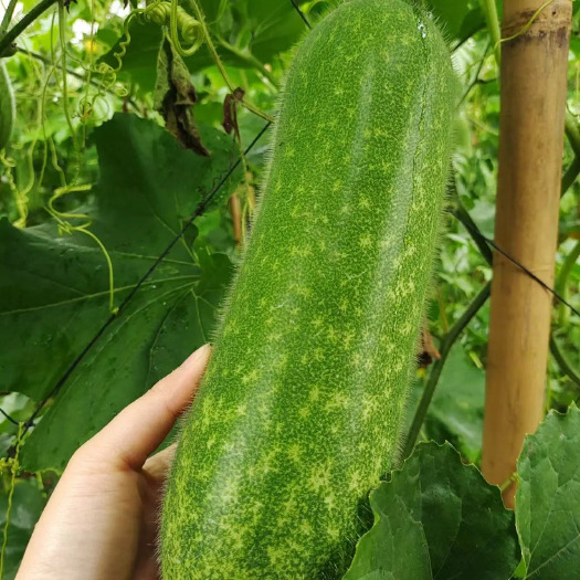 徐闻县毛节瓜小冬瓜现摘现发大量上市支持视频看货