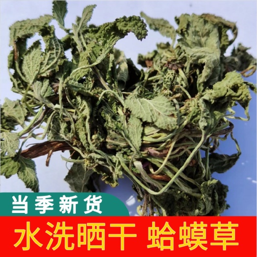 鄱阳县荔枝草干草 水洗蛤蟆草干货 自然晒干蛤蟆草 蟾蜍草干草