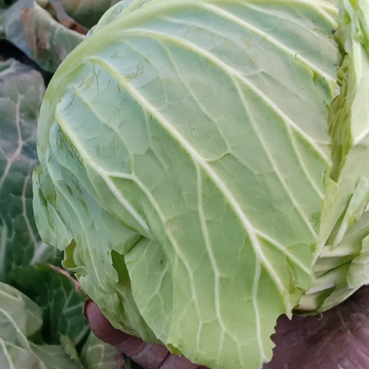 邓州市平包菜