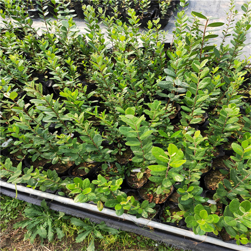 菲油果苗地栽苗大树可盆栽，费约果，斐济果苗庭院阳台观赏植物