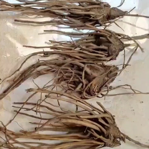 隆化县北苍术种籽，种苗一年苗二年苗