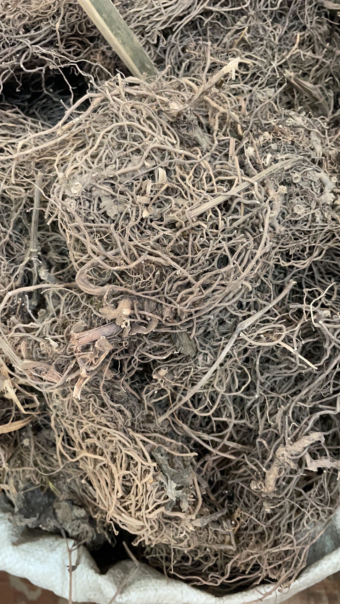 四块瓦 批发零售中药材 一斤起发  新货 量大从优 一件代发