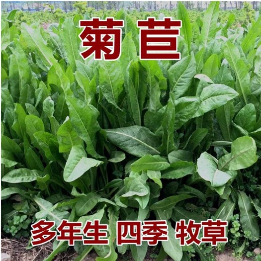 嘉祥县大叶菊苣草