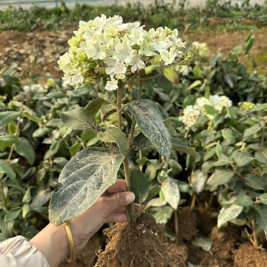 新沂市中华木绣球，大花抖球