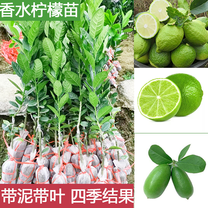香水柠檬树苗营养杯苗四季结果嫁接苗室内庭院种植当年结果