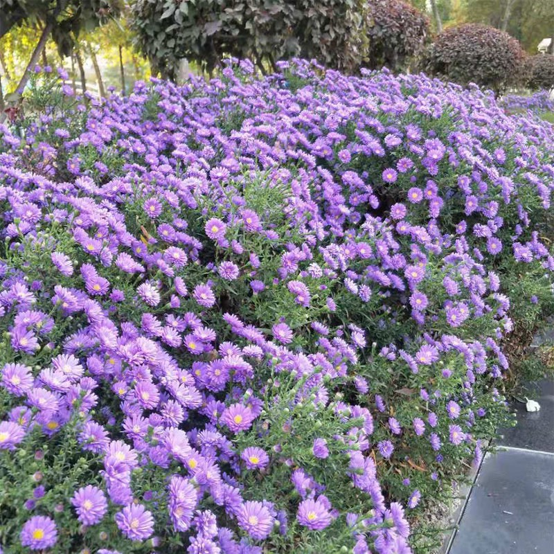 台安县菊花批发 支持空运物流送货上门 提供植物检疫证和技术指导
