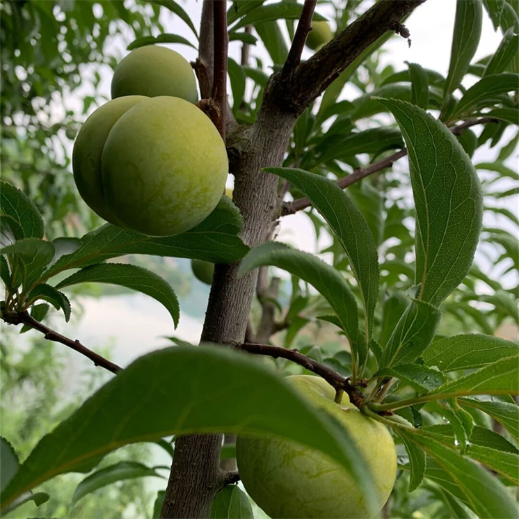 蜂糖李树苗嫁接特大晚熟脱骨李青脆李子果苗南北方种植包成活