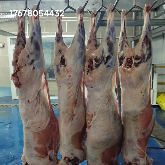 二连浩特草原纯散养白条羊量大价格可谈