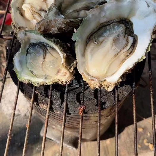 饶平县生蚝鲜活带壳牡蛎烧烤店半壳海蛎子烧烤半壳批发