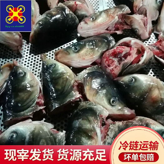 佛山常年供应花鲢鱼大鱼头0.5-2斤冷链运输新鲜保障清蒸火锅食