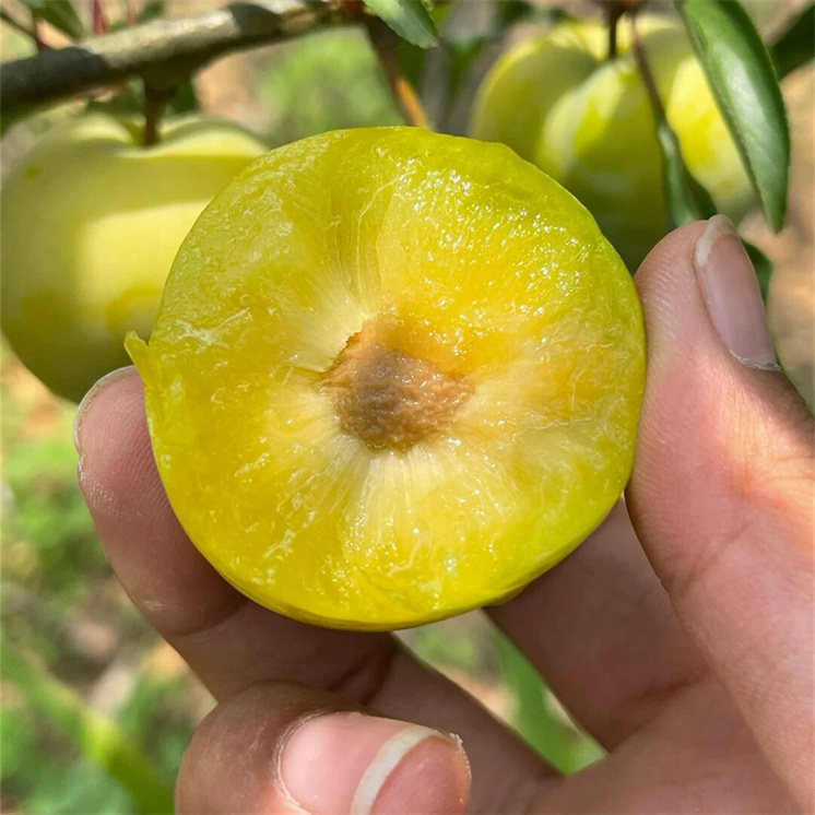 蜂糖李树苗嫁接特大晚熟脱骨李青脆李子果苗南北方种植包成活