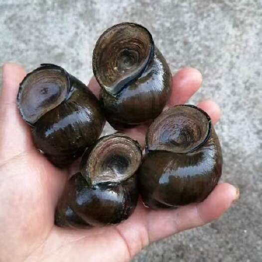 洪湖市淡水螺，石螺，中华田圆螺