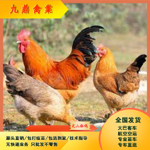广州广州孵化场直售出壳灵山麻鸡苗桂香鸡苗运输包邮包做疫苗