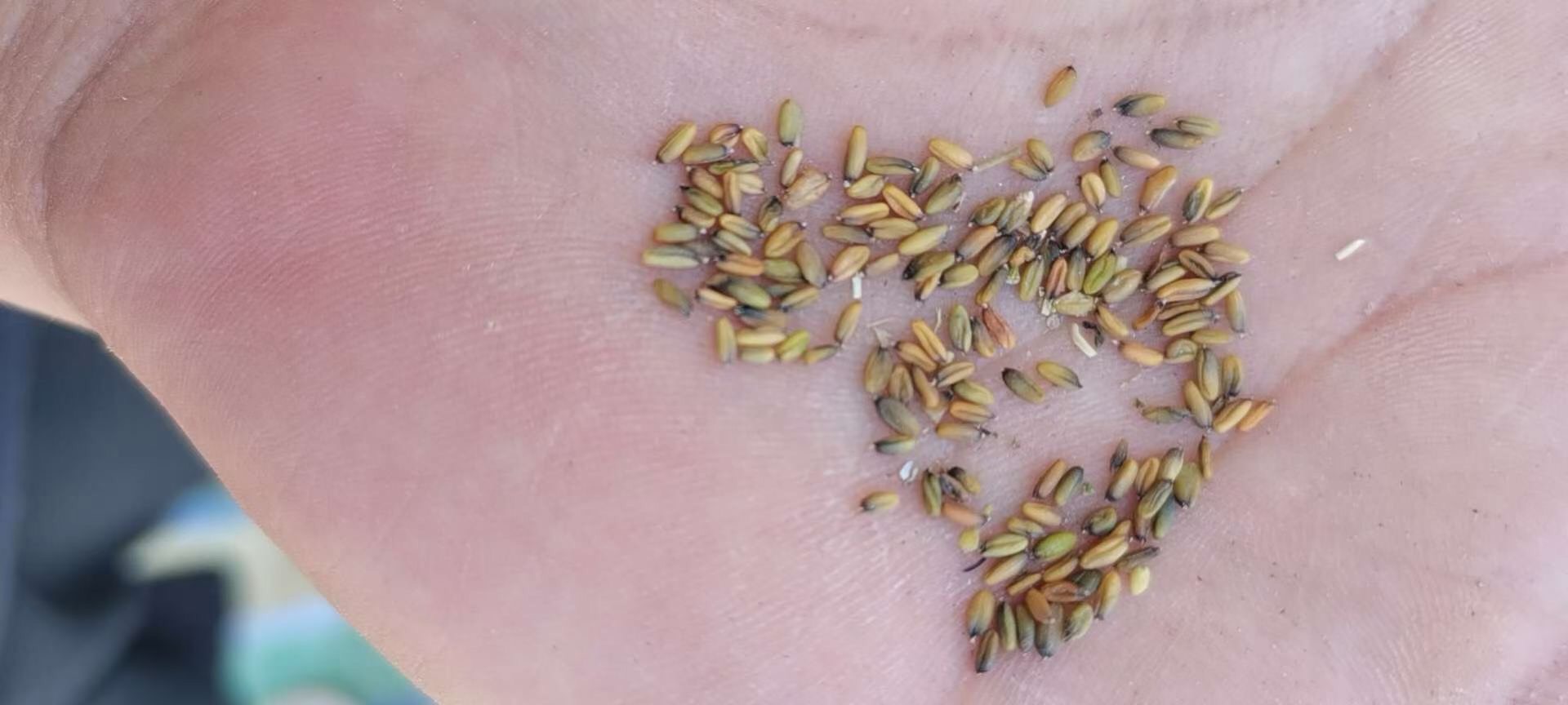 优质板蓝根种子、芽率高、基地直供、货源充足、量大从优、