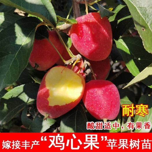 平邑县嫁接鸡心果苗，南北方种植，耐寒锦绣海棠小苹果地栽南北方种植