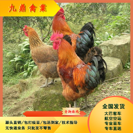 广州广州孵化场直售大种青脚麻鸡苗青脚土鸡苗运输包邮包做疫苗