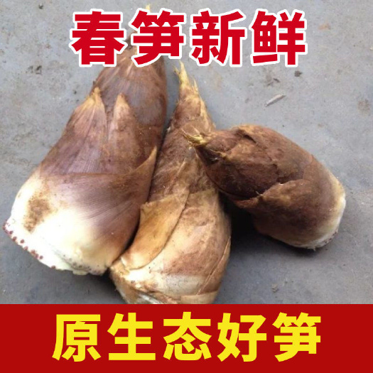 安远县2023新鲜春笋现挖农家野生毛竹笋江西特产黄泥笋