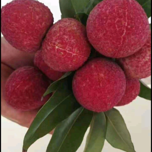 澄迈县海南无核荔枝