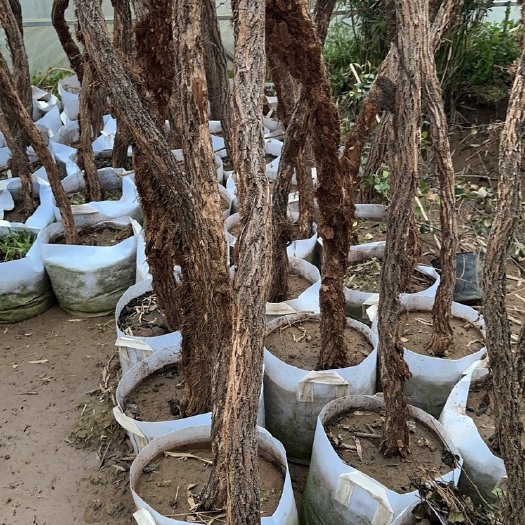 新沂市爬山虎苗1到5公分粗度