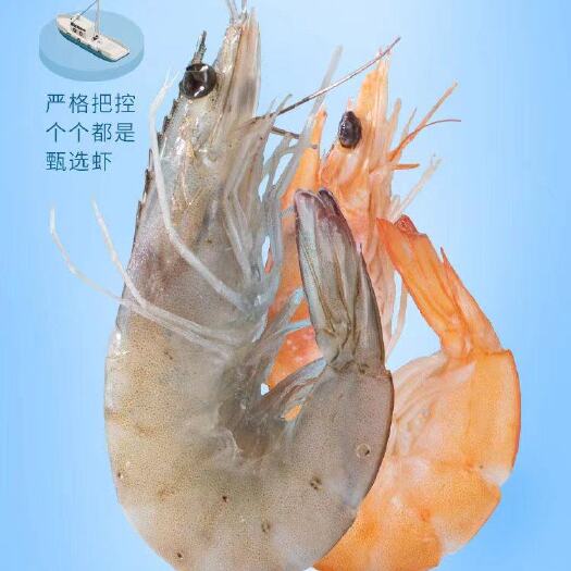 青岛大虾3.3斤