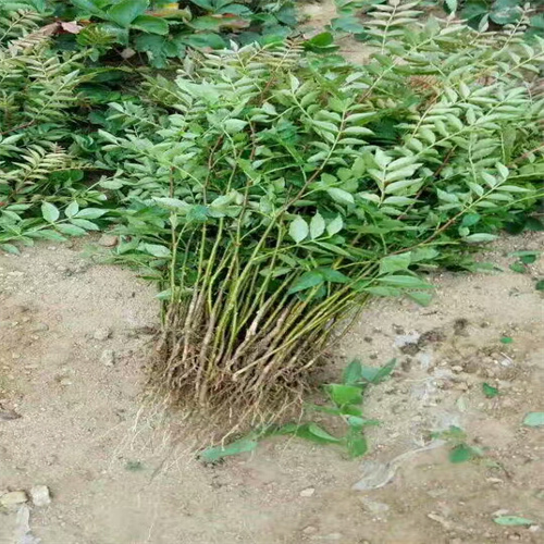 花椒苗，大红袍花椒苗