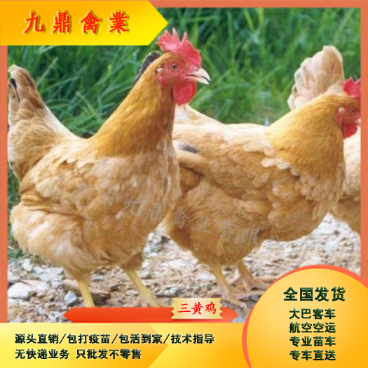 广州广州孵化场直售出壳三黄鸡苗土1.5土2土3鸡苗包做疫苗
