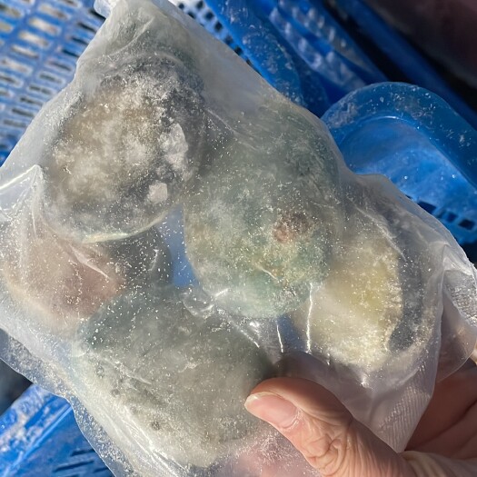新西兰蓝鲍