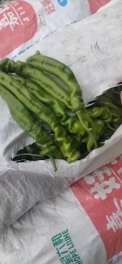 青州市螺丝椒