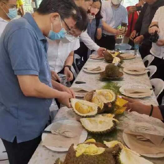 长沙菲律宾榴莲一级果，包4房以上