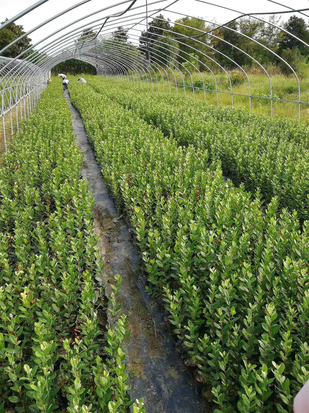 菲油果苗地栽苗大树可盆栽，费约果，斐济果苗庭院阳台观赏植物
