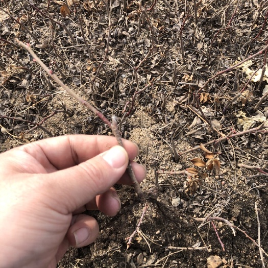 开原市东北多季刺玫小苗 辽宁多季梅杯苗 开原四季玫瑰工程苗繁育基地