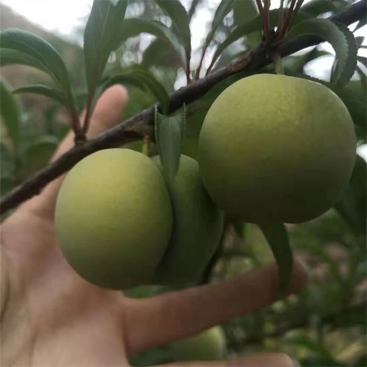 蜂糖李树苗嫁接特大晚熟脱骨李青脆李子果苗南北方种植包成活