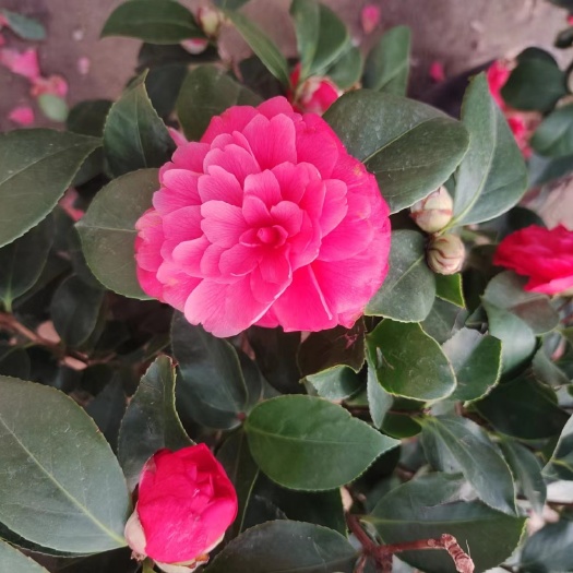 平邑县带花苞山茶花树苗盆栽重瓣茶花室内室外耐寒好养浓香型四季常青