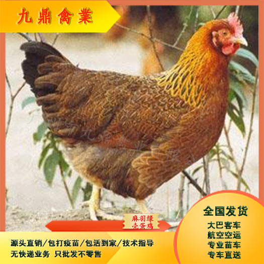 广州广州孵化场直售麻羽绿壳蛋鸡苗乌骨鸡苗运输包邮包做疫苗
