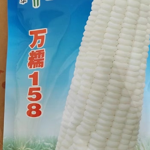 凌海市万糯158打干粒的种子