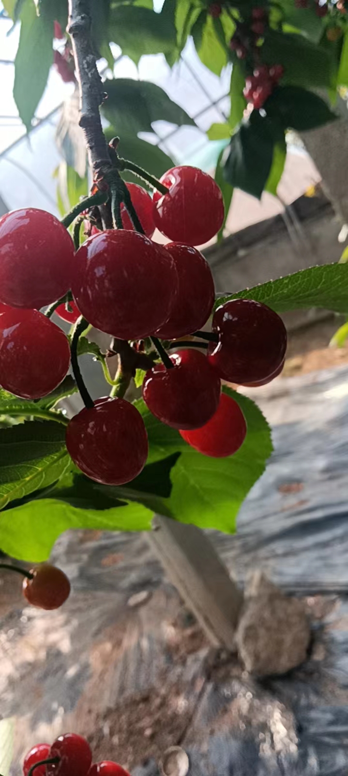 山东大樱桃