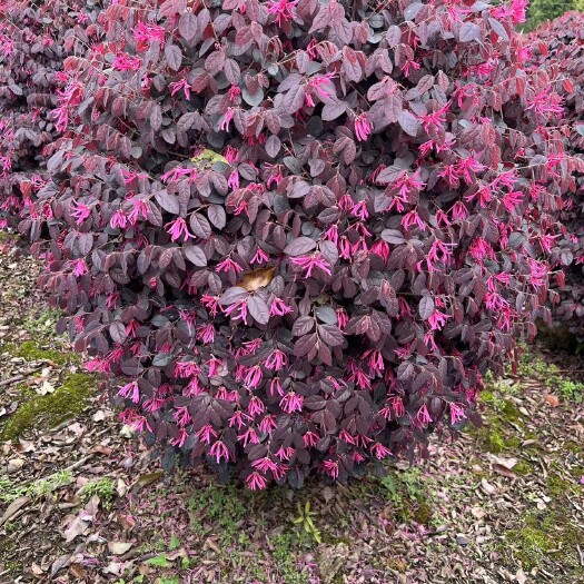 桂林红花继木球