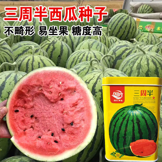 麒麟8424西瓜种子京欣种子三周半美都早熟皮薄甜王西瓜种子