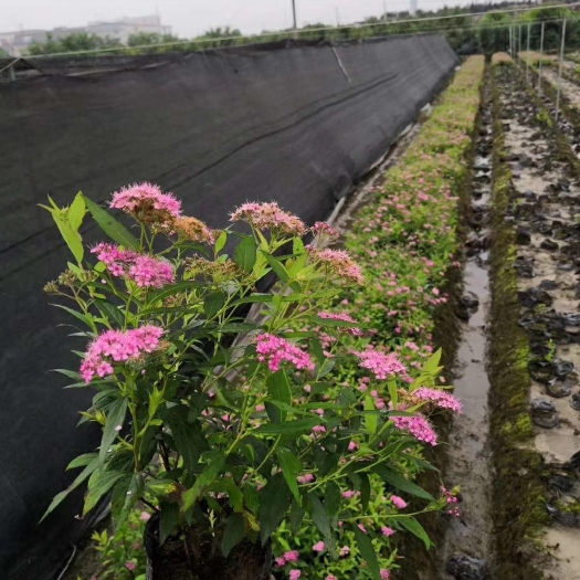 沭阳县绣线菊