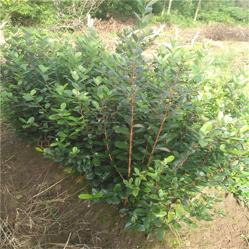 菲油果苗地栽苗大树可盆栽，费约果，斐济果苗庭院阳台观赏植物