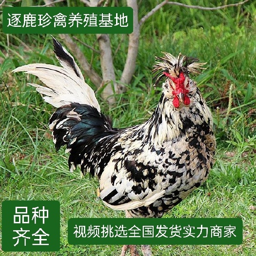 马上产蛋贵妃鸡成年贵妃鸡