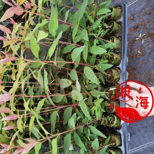 廉江市桉树苗20-60公分均有