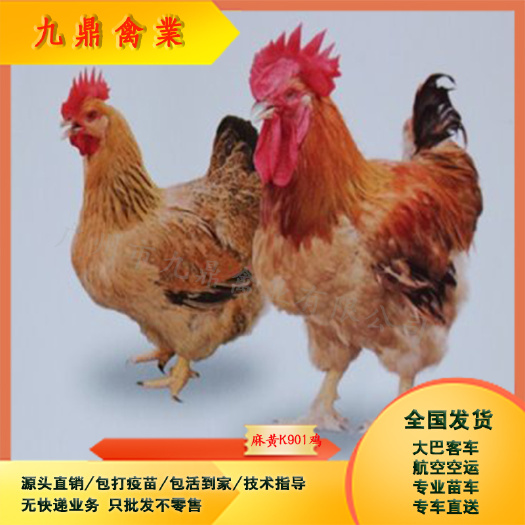 广州广州孵化场直售新广K901/k996麻黄鸡苗大种肉鸡苗