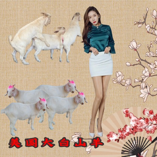 平阴县美国大白山羊大耳朵白山羊适应性强繁殖快优良山羊品种全国单只发